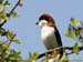 pie-grieche-tete-rousse-1
