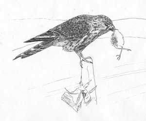  Dessin ralis par Jean-Yves Barnagaud