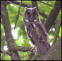 Hibou moyen-duc